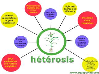 htrosis