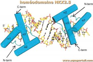 homodomaine