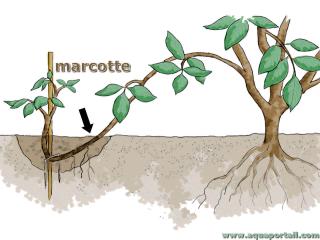 Comment multiplier les framboisiers : boutures, drageonnage