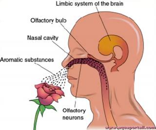 Odorat microsmatique de l'Homme