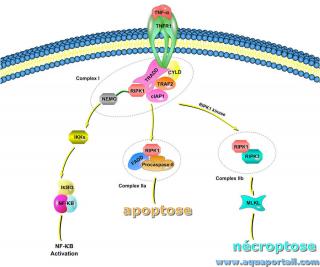 ncroptose
