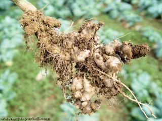 plasmodiophoromycte