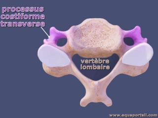 costiforme