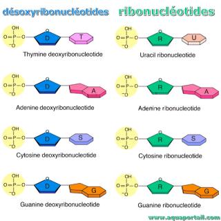 ribonuclotide