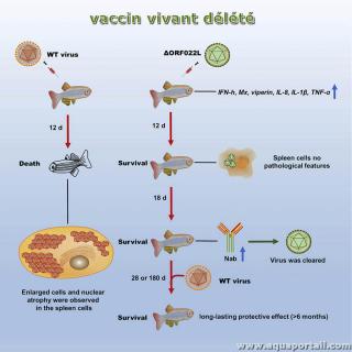 Vaccin dlt pour poissons (en aquaculture)