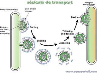 vsicule de transport
