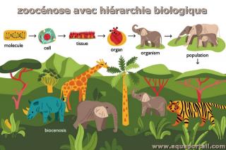 Zoocnose avec hirarchie biologique