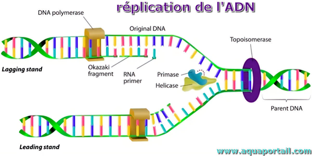 L'ADN obligatoire pour les reproducteurs