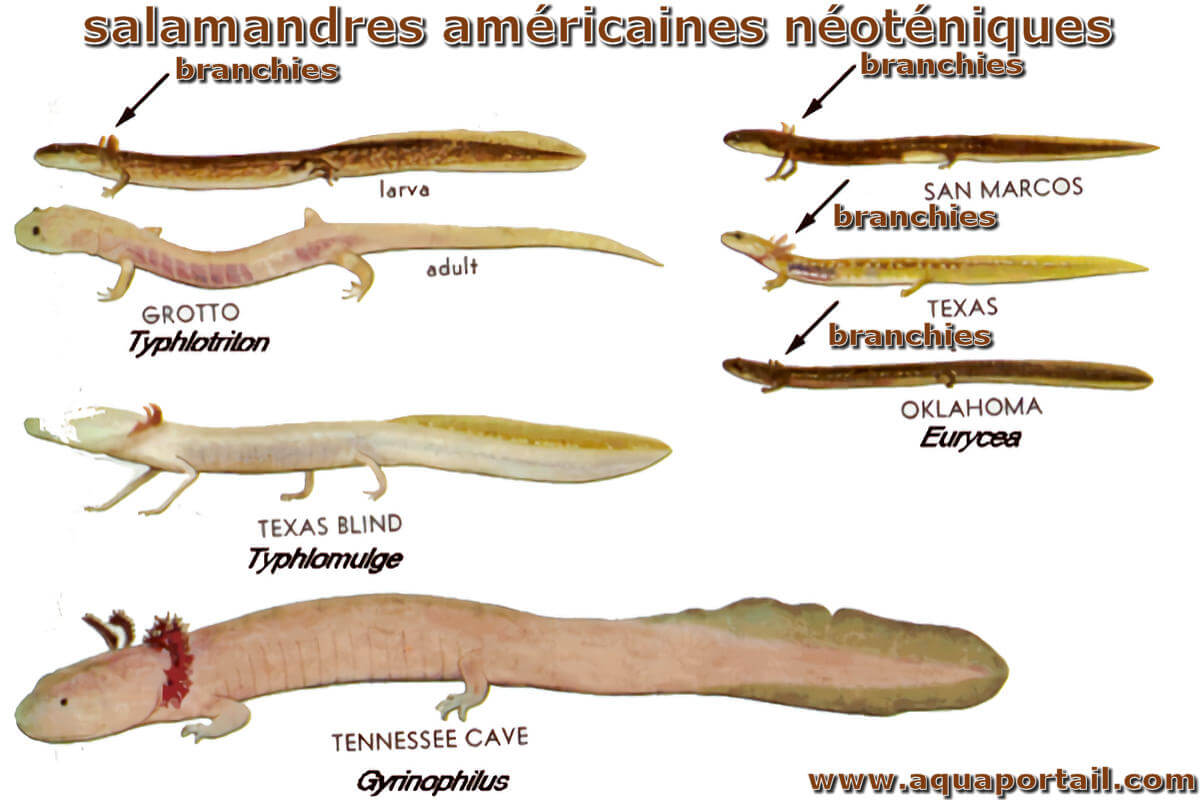 Salamandre : définition et explications