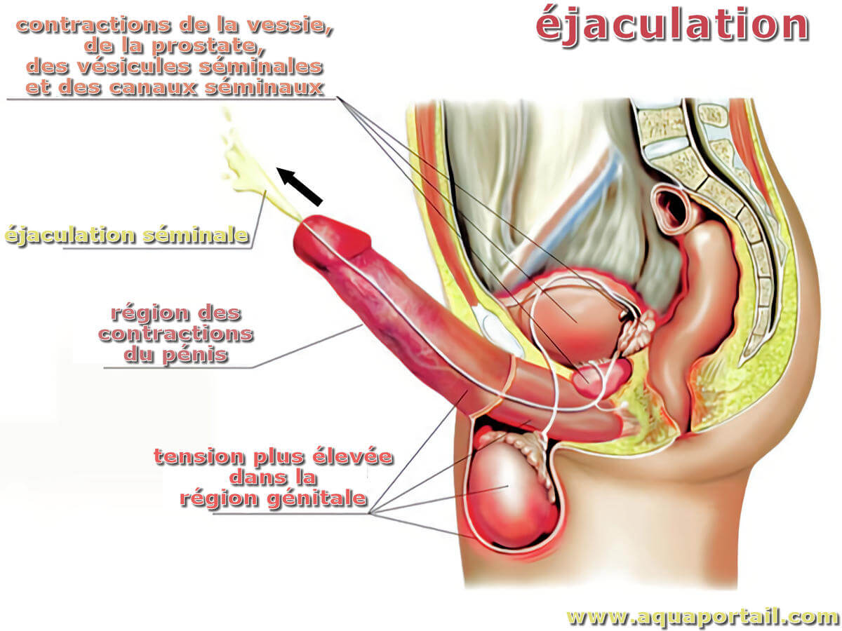 Vésicule séminale : définition et explications