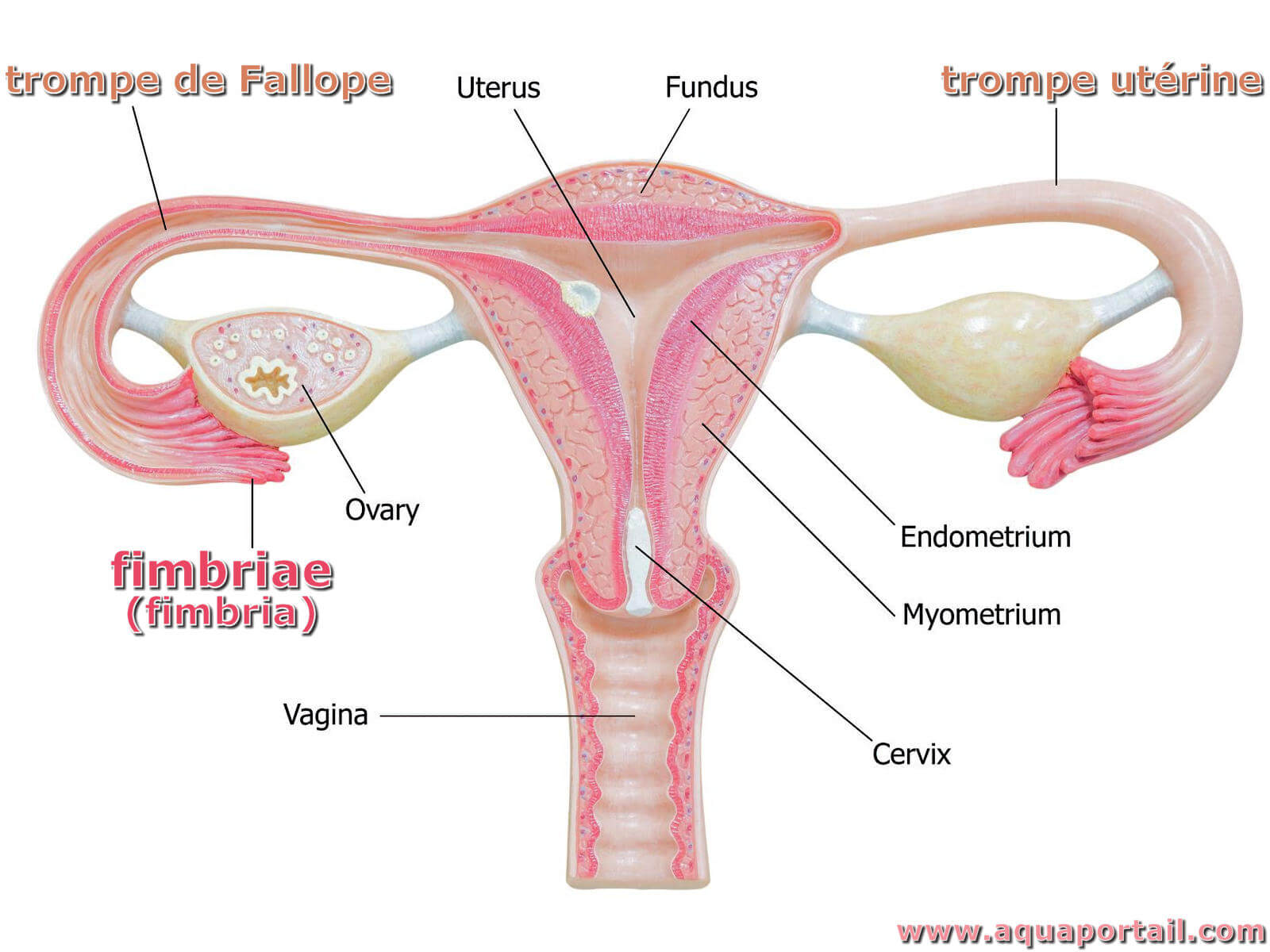 Fimbria définition illustrée et explications