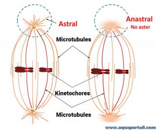 anastral