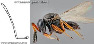Antennes gnicules de Trissolcus mitsukurii