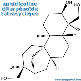 Aphidicoline : inhibiteur de l'ADN polymrase-α