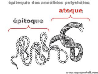 Phase atoque dans l'pitoquie d'un ver annlide polychte