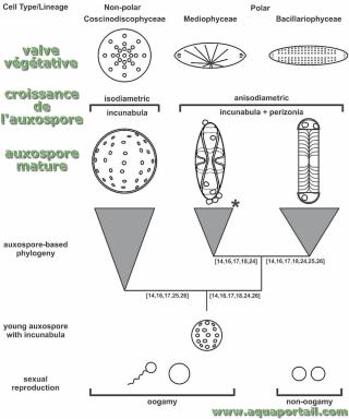 Auxospores de Paralia guyana (cycle de vie)