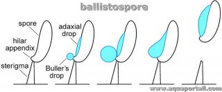 schma du processus d'epulsion d'une ballitospore