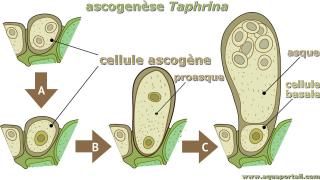 Celulles ascognes de l'ascogense chez Taphrina
