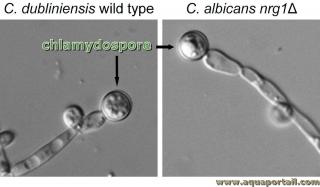 Chlamydospore : définition illustrée et explications