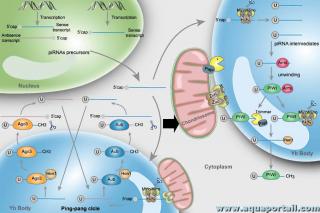 Chondriosome dans le cytoplasme d'une cellule
