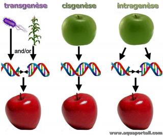 Cisgense et intragense compares  une transgense