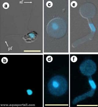 Cystospore