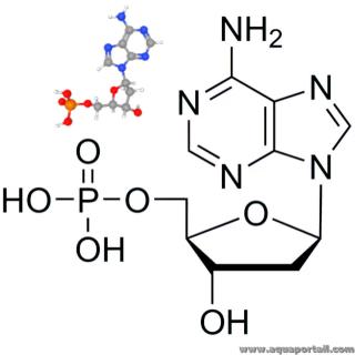 dsoxyadnosine-5-monophosphate