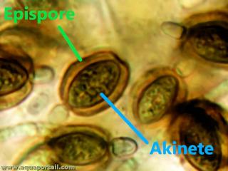pispore