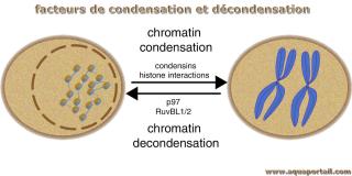 facteur de dcondensation