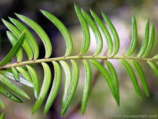 Feuilles falciformes de Prunpitys ferruginea