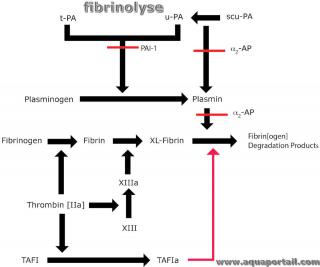 Fibrinolyse (schma du processus)