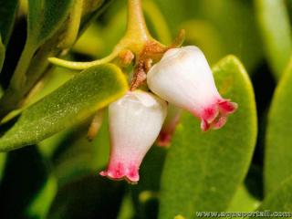 Fleurs oligostmones d'une busserole