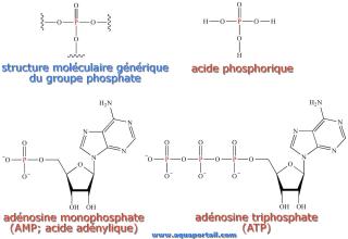 Groupe phosphate gnrique et des composs (acide phosphorique et adnosines)