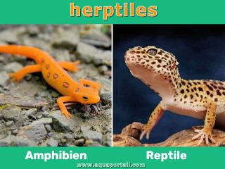 herptile