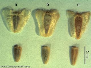 Htrocarpies d'aknes (ails vs. non-ails)
