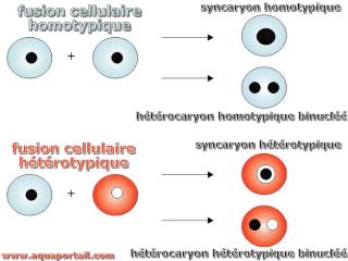 Fusions cellulaires : homotypique et htrotypique
