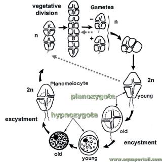 Hypnozygote et planozygote de Gymnodinium catenatum