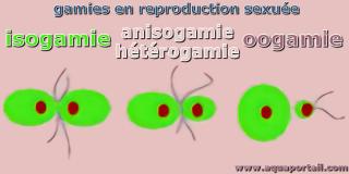 Isogamie, anisogamie et oogamie ( droite)