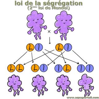 Loi de la sgrgation (deuxime loi de Mendel)