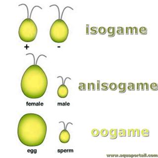 oogame