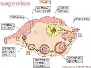 Oogense : cycle de production d'un ovule