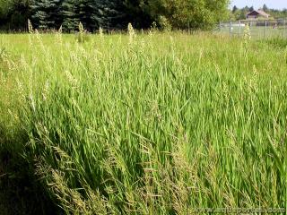 Phalaridaie (peuplement de Phalaris arundinacea)