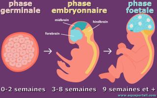 Phase embryonnaire (entre la phase germinale et la phase foetale)