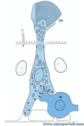 pinalocyte