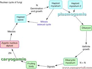 plasmogamie