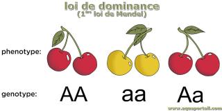 Loi de dominance (premire loi de Mendel)