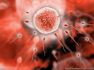 Procration (spermatozodes pntrant un ovule)