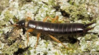 Thigmotactisme : insecte Dermaptera (perce-oreille)