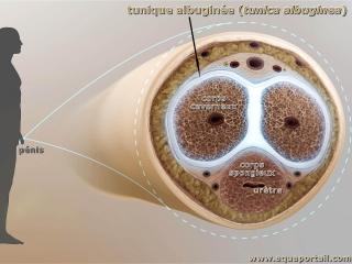 albugine
