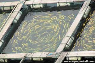 Vivier  poissons
